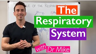 Introduction to the Respiratory System [upl. by Erihppas]