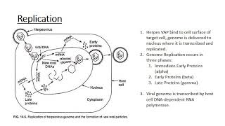 The Human Herpes Viruses [upl. by Elokkin]