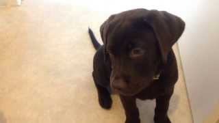 Guilty Chocolate Labrador puppy [upl. by Narrad]