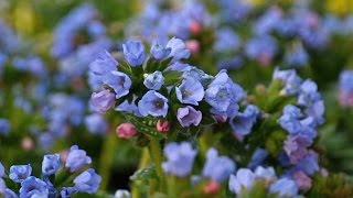 Pulmonaria Production Tips  Walters Gardens [upl. by Agostino]