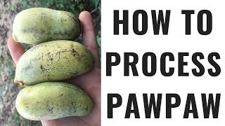 How to Process Pawpaw  No More Seeds [upl. by Yong]