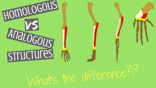 Homologous Structures vs Analogous Structures  Key Differences [upl. by Ramo]