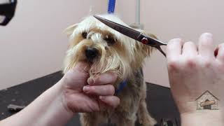 Grooming a Yorkipoo [upl. by Akenehs]