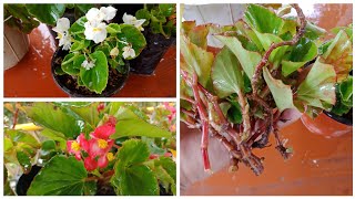 How To Care Begonia  How To Grow Begonia From Cuttings [upl. by Norma]