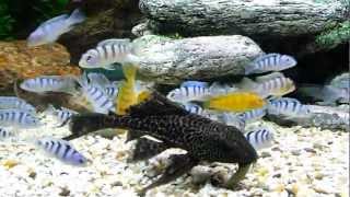 Pseudotropheus Lombardoi  kenyi cichlid  feeding [upl. by Pollack]