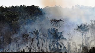 Déforestation en Amazonie  2020 la pire année depuis 12 ans [upl. by Karlow857]