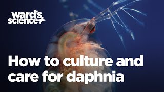 Caring and Culturing for Daphnia [upl. by Arabeila]