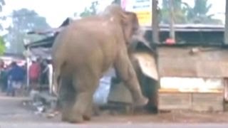 Rampaging elephant destroys nearly 100 homes in India [upl. by Petula]