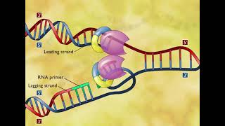 DNA Replication 3D Animation [upl. by Onfre]