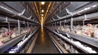 Al Jazira Poultry Farm LLC  Abu Dhabi UAE [upl. by Guimar572]