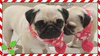 PUG CHRISTMAS SCARVES  Vlogmas [upl. by Narih]