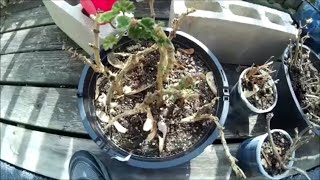 Overwintering amp Repotting Geranium Flowers [upl. by Lymn]