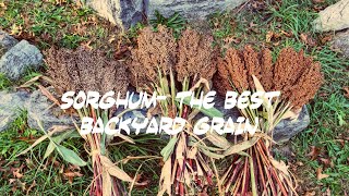 Sorghum The Best Backyard Grain Episode 21 Explosive Metabolism [upl. by Grenville]