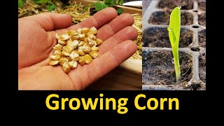 Growing Corn  Part 1 Planting and Germinating [upl. by Aelgna437]