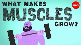 What makes muscles grow  Jeffrey Siegel [upl. by Elokin]