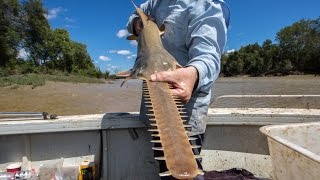 Sawfish survival [upl. by Halika]