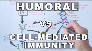 Humoral and Cell Mediated Immunity [upl. by Aketahs]