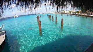 Bonaire Is Incredible The Dutch Caribbean Islands [upl. by Bell]