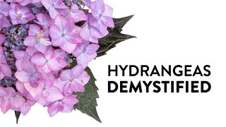 Hydrangeas Demystified  Everything You Need to Know About Hydrangeas [upl. by Nathanson386]