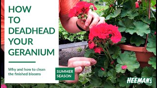 How to Deadhead a Geranium [upl. by Ainola]