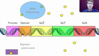 Gene Regulation [upl. by Llamaj]