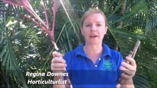 How to Prune your Cordyline rubra [upl. by Dnomder876]