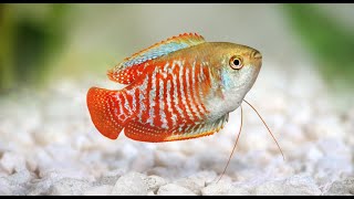 Dwarf Gourami Aquarium Fish Profile [upl. by Imot933]