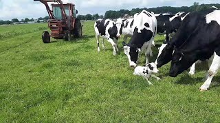 Boer Gerrit vlogt  Geboortegolf kalveren  Pasgeboren kalf in de sloot [upl. by Eillime]