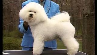 Bichon Frise  AKC Dog Breed Serie [upl. by Ttreve]