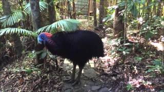 Cassowary territorial rumbling [upl. by Zsa Zsa]