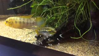 Pelvicachromis silviae with fry [upl. by Leibarg900]