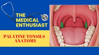 Palatine Tonsils Anatomy [upl. by Asseret]