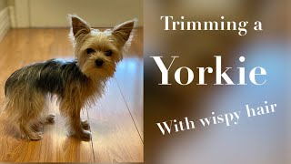 Yorkie Grooming [upl. by Corrina]