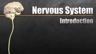 The Nervous System In 9 Minutes [upl. by Esenahs]