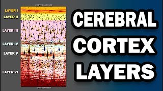 Cerebral Cortex Layers [upl. by Caylor]