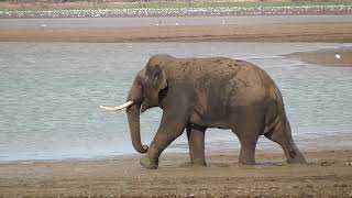 Tusker Elephant walking to the water [upl. by Gitel]