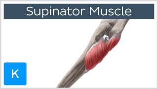 Supinator Muscle  Origins amp Function  Human Anatomy  Kenhub [upl. by Hardden92]