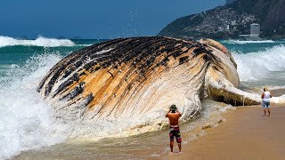 Le 7 Più Grandi Creature Degli Oceani [upl. by Norok]