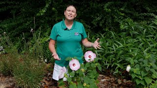 Get It Growing Hardy hibiscus has giant colorful flowers [upl. by Brittany930]