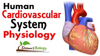 Cardiovascular system physiology [upl. by Gerladina]