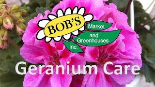 HowTo Grow Geraniums Pelargonium [upl. by Herrington]