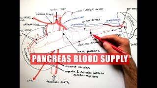 PANCREAS Blood Supply  Anatomy Tutorial [upl. by Siraved]