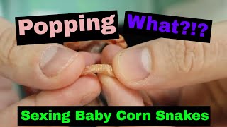 How To Pop Baby Corn Snakes [upl. by Enenaj]