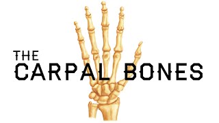 How to Remember the Carpal Bones  Carpal Bones Mnemonic  MEDZCOOL [upl. by Ioj803]