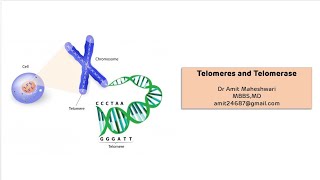 Telomeres and Telomerase  End Replication Problem in Eukaryotes [upl. by Hbaruas]