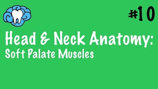 Head amp Neck Anatomy  Soft Palate Muscles  INBDE [upl. by Sabelle]