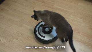 Cat shows HOW TO use iRobot Roomba Vacuum [upl. by Ahcilef345]