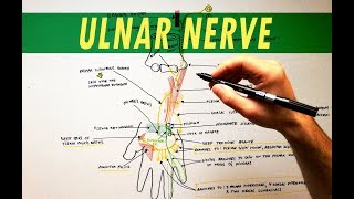 Ulnar Nerve  Anatomy Tutorial [upl. by Fiske]