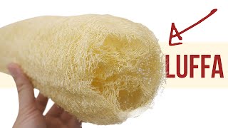 How Luffa Sponges are Made amp How to Make Your Own Luffa [upl. by Eddie]