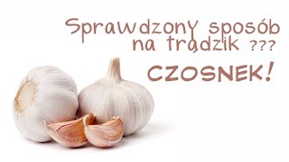 Mój sprawdzony sposób na trądzik  pryszcze  CZOSNEK [upl. by Netaf]